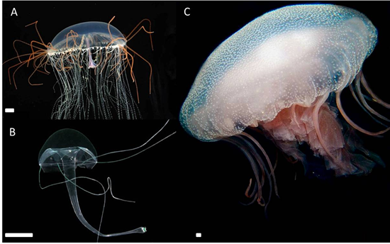 Medusas
