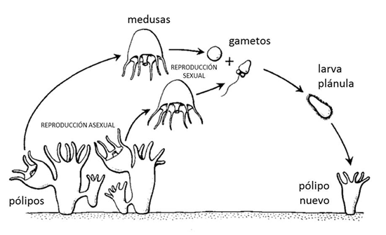 Medusas