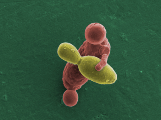 Concurso CIENCIA en FOCO